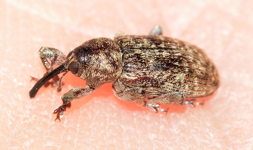 HOW TO CONTROL GRAIN WEEVILS  BUGSPRAY PEST CONTROL AND TREATMENTS